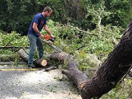 Best Tree Preservation Services  in Levittown, NY