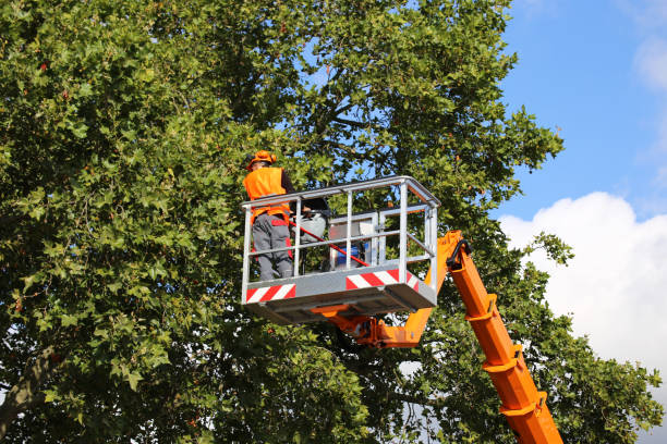 Lawn Maintenance Plans in Levittown, NY