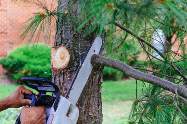Best Hazardous Tree Removal  in Levittown, NY